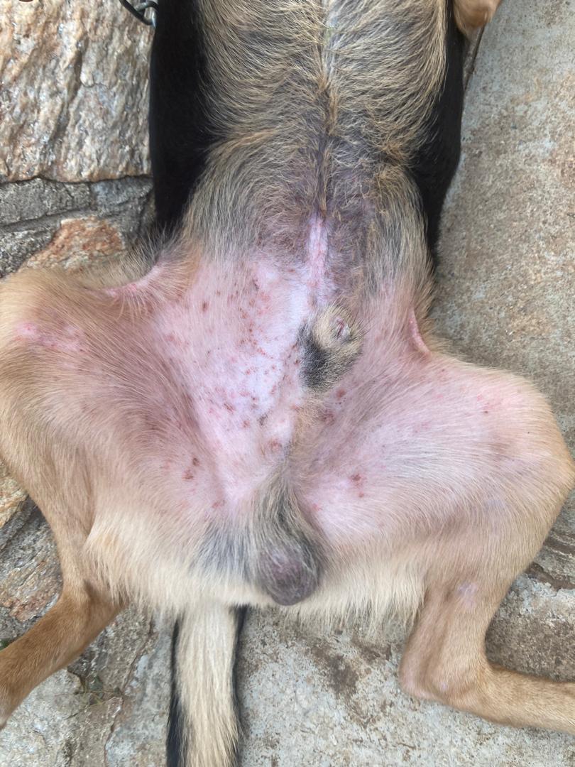 Dog with red skin spots getting treated at Superior Animal Clinic