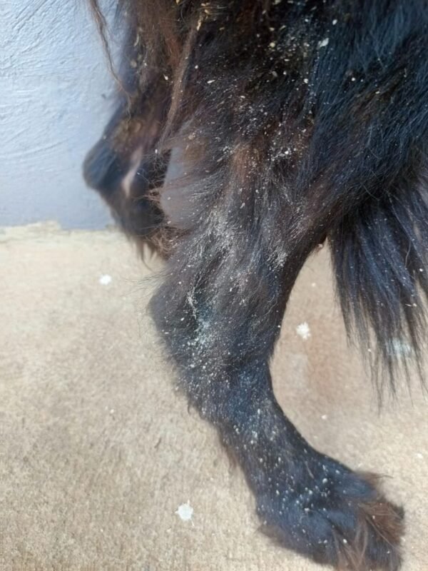 Dog Skin Fungal Infections in Uganda | Causes, Treatment & Best Vet in ...
