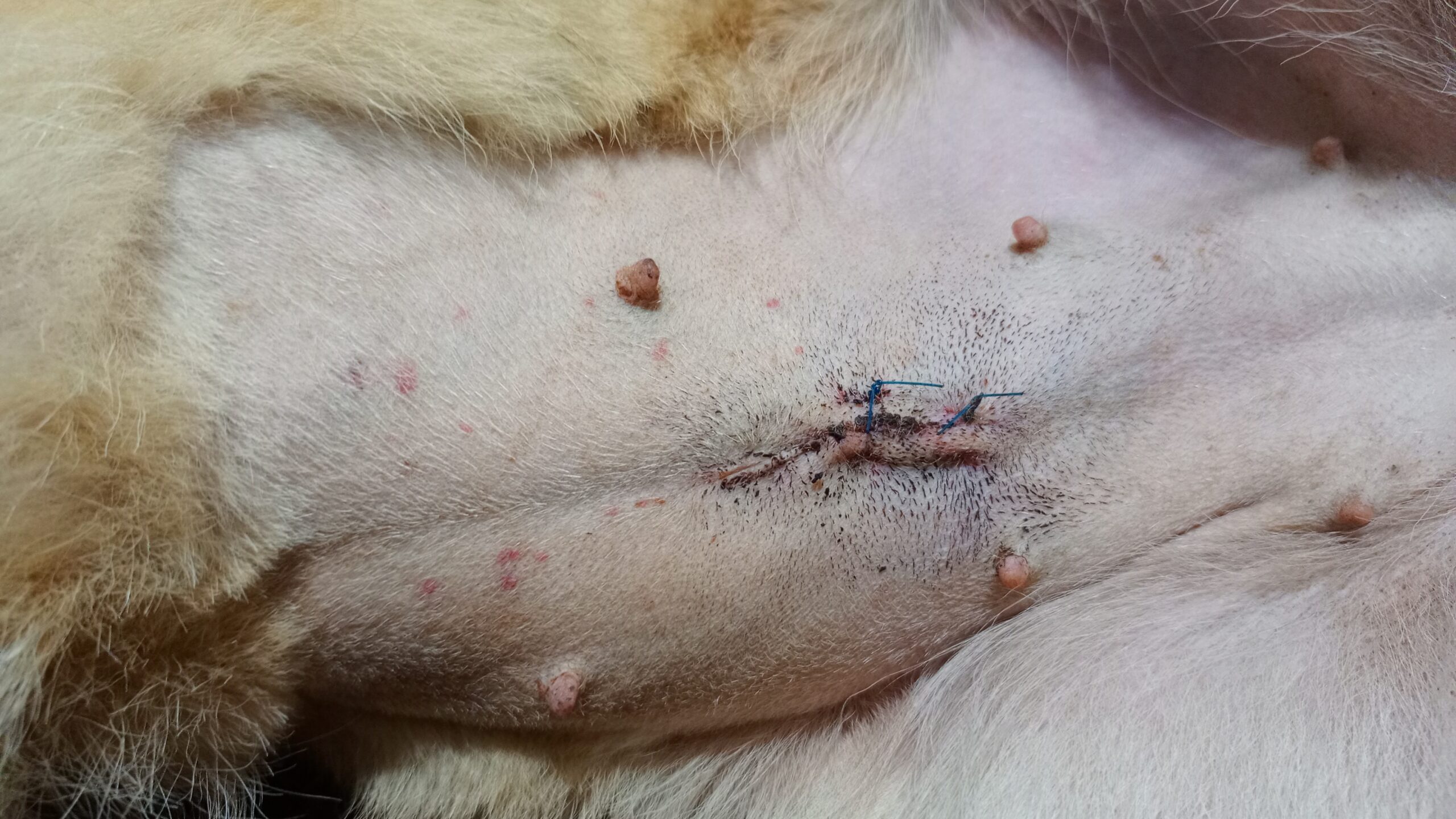 Red skin spots on German Shepherd dog in Kampala, Uganda