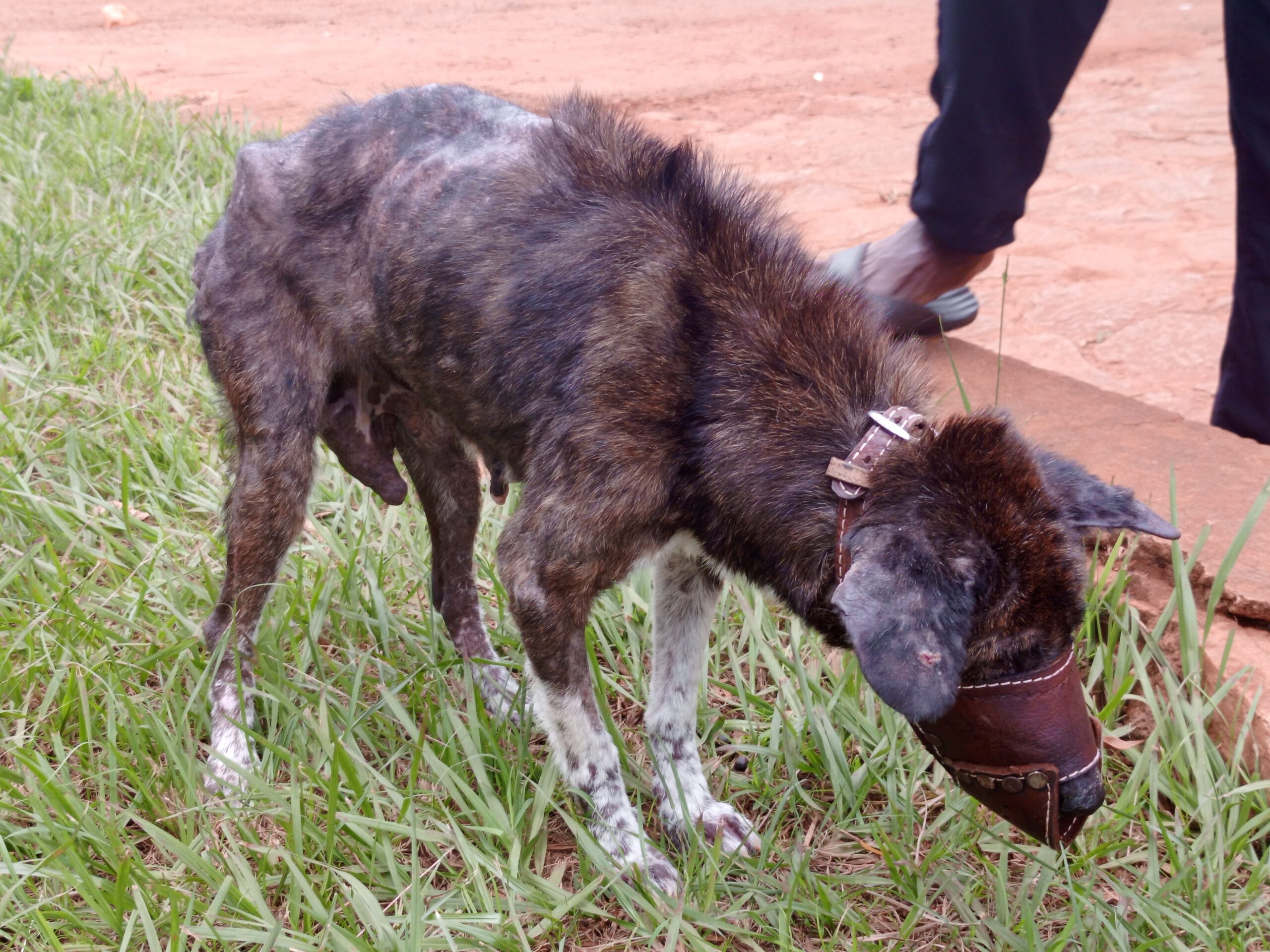 Stray dog receiving rabies vaccination in Kampala Uganda