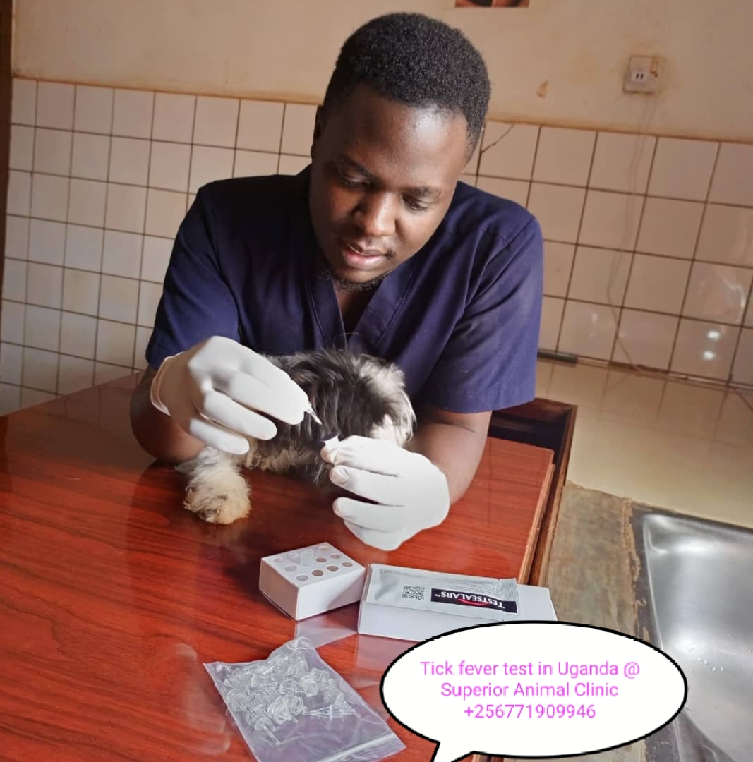 Tick fever test for dogs in Kampala Uganda at Superior Animal Clinic