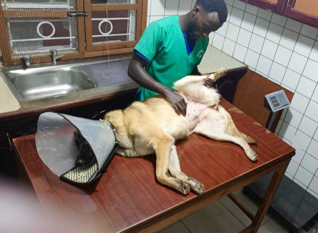 Vet examining dog’s skin for red spots at Superior Animal Clinic, Kampala