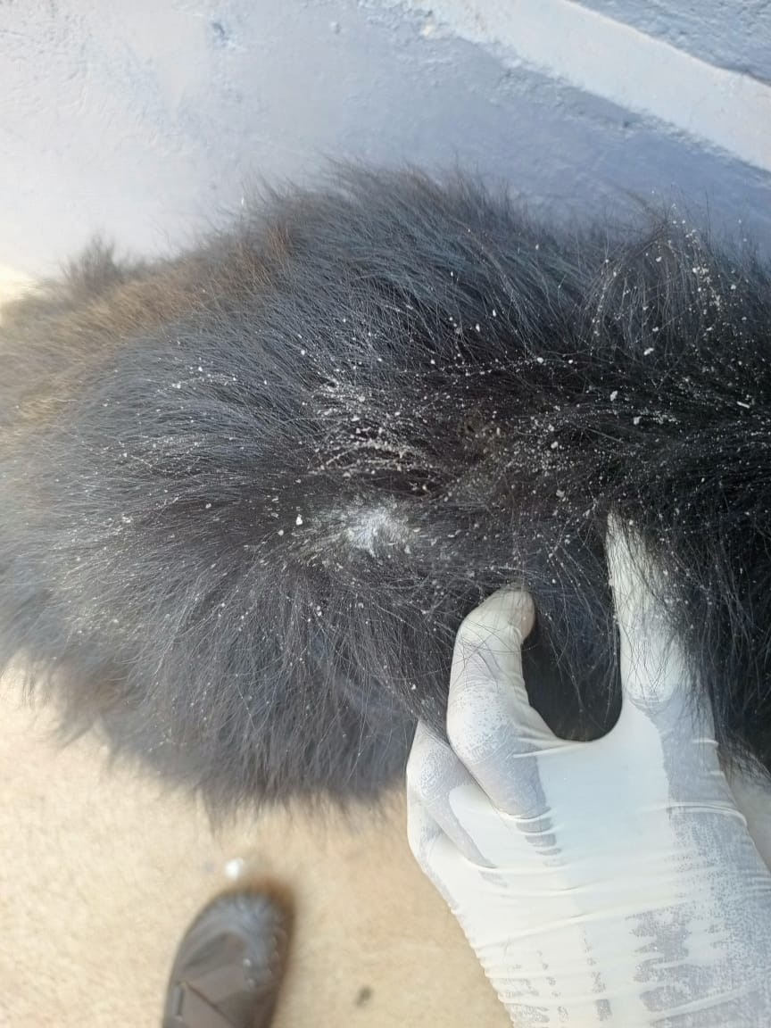 Veterinary doctor treating dog skin fungal infection at Superior Animal Clinic Makindye Kampala