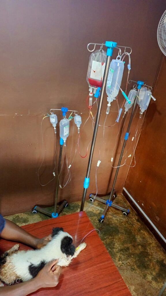 puppy on IV fluids for dehydration and weakness at Kampala veterinary hospital