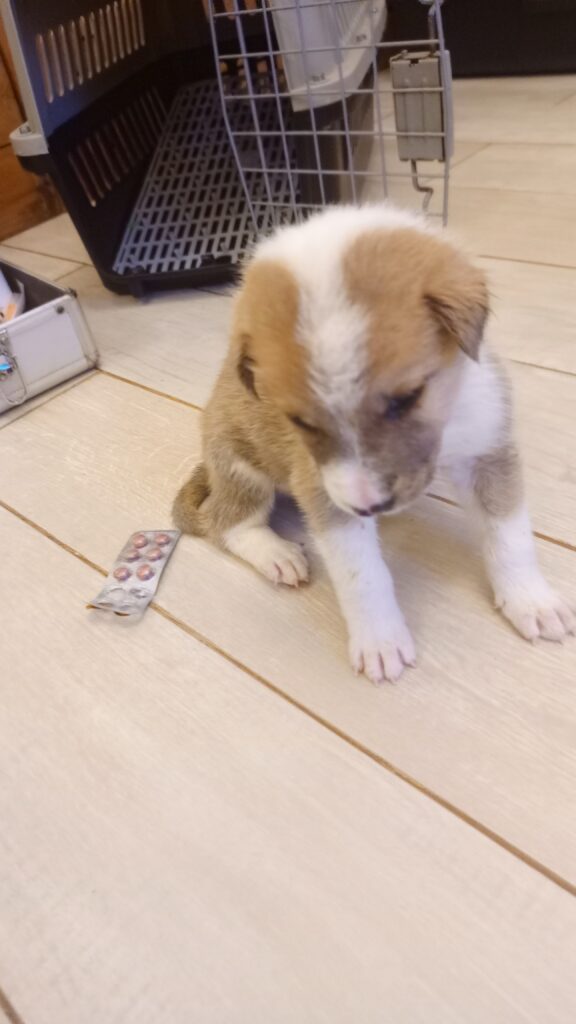 sudden weakness in puppies symptoms in Uganda including lethargy and collapse