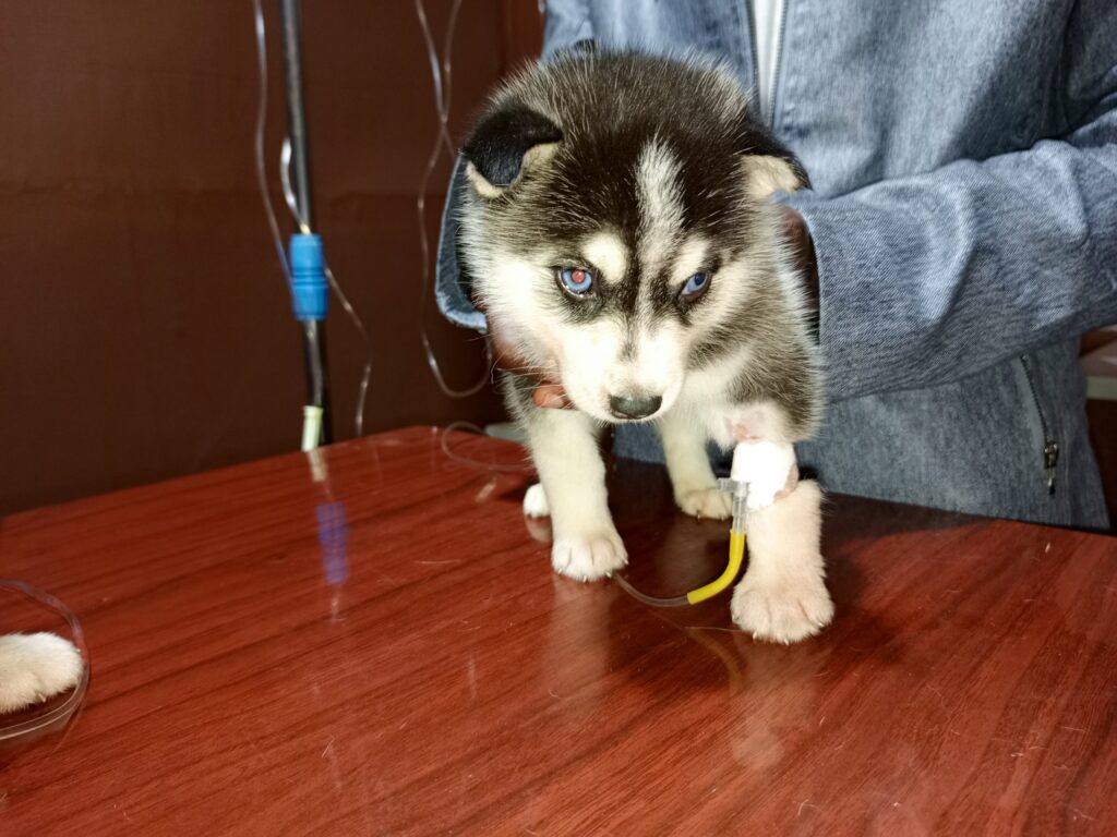 veterinarian examining a weak puppy at a veterinary clinic in Kampala Uganda