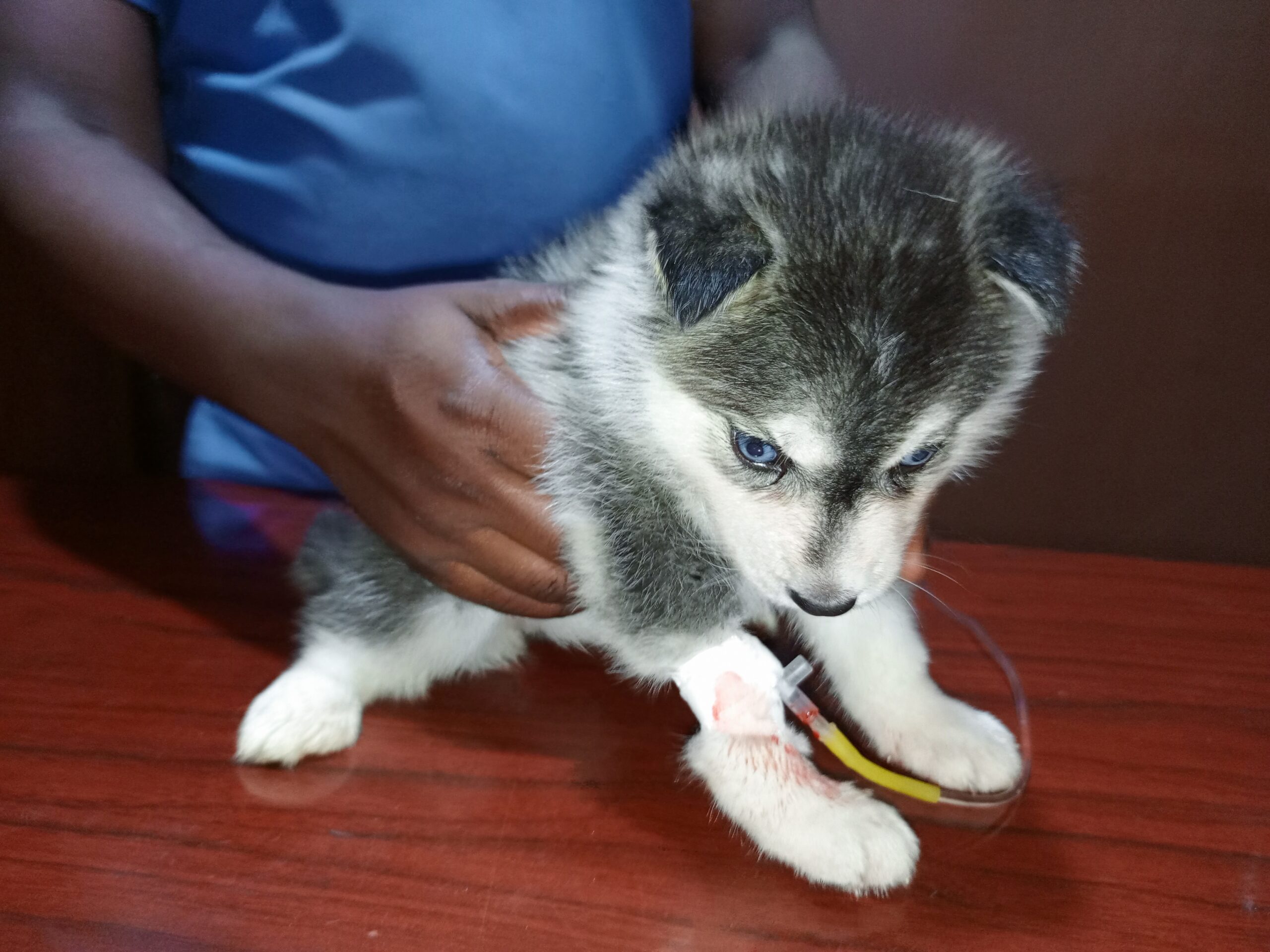 weak puppy receiving emergency treatment at Superior Animal Clinic in Kampala Uganda