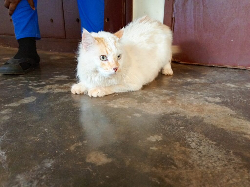 Cat recovering after limping treatment at veterinary clinic in Kampala, Uganda