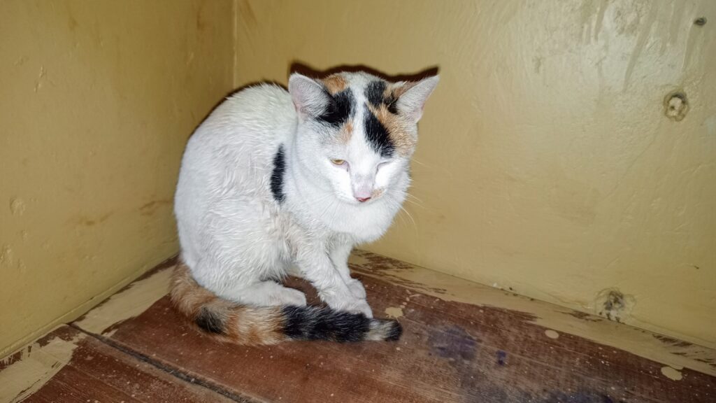 Cat recovering after limping treatment at veterinary clinic in Kampala, Uganda