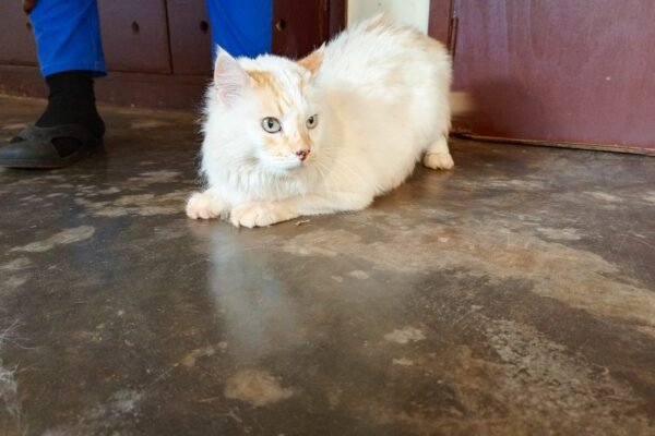 Cat recovering after limping treatment at veterinary clinic in Kampala, Uganda