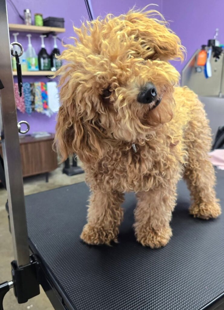 Dog brushing and detangling at Superior Animal Clinic, Kampala