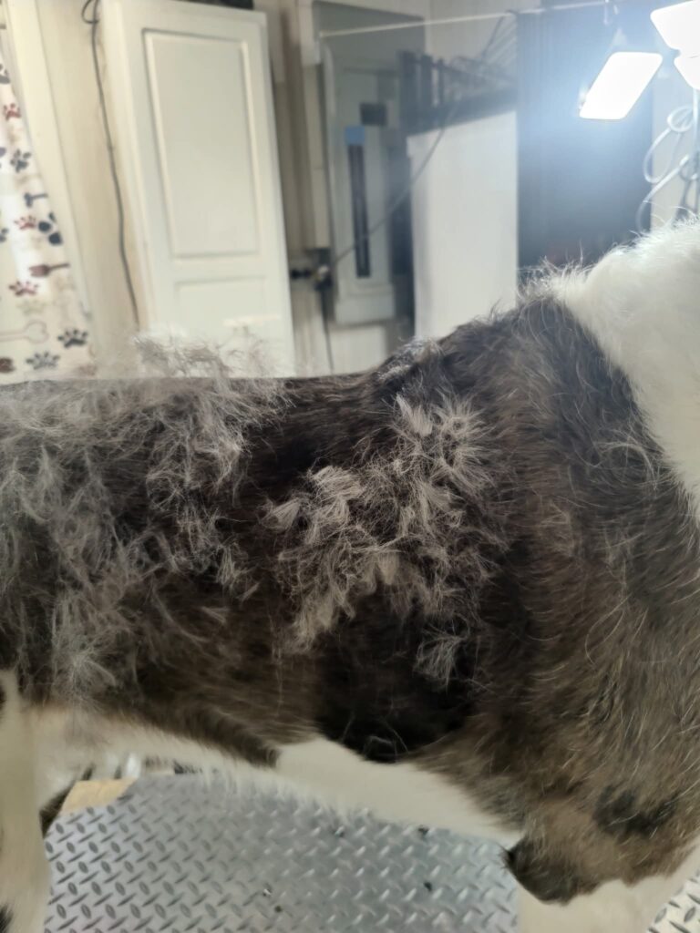 Dog coat care and grooming tips for Kampala pet owners