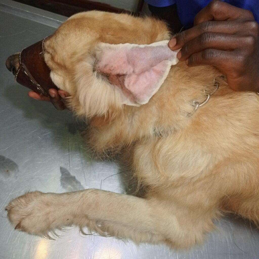 Dog ear hematoma swelling treated at veterinary clinic in Kampala