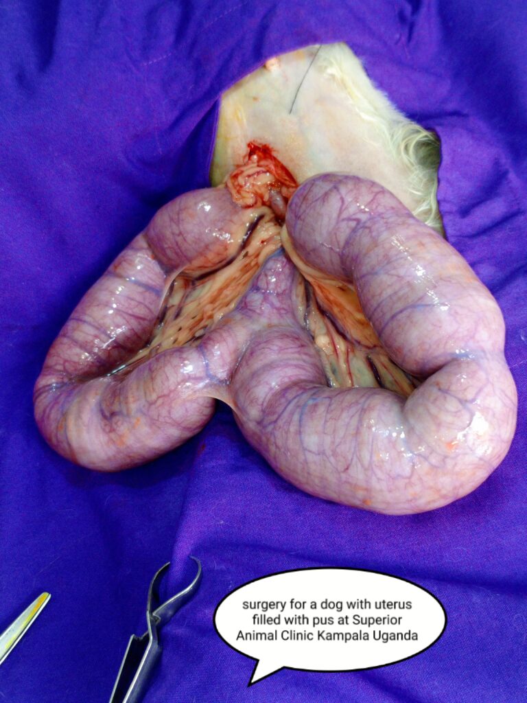 Dog spaying procedure to prevent pyometra at Superior Animal Clinic Kampala