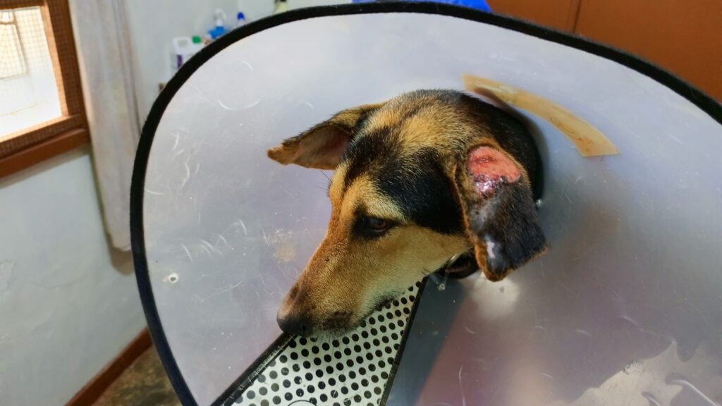 Dog with ear wound receiving veterinary treatment in Kampala Uganda