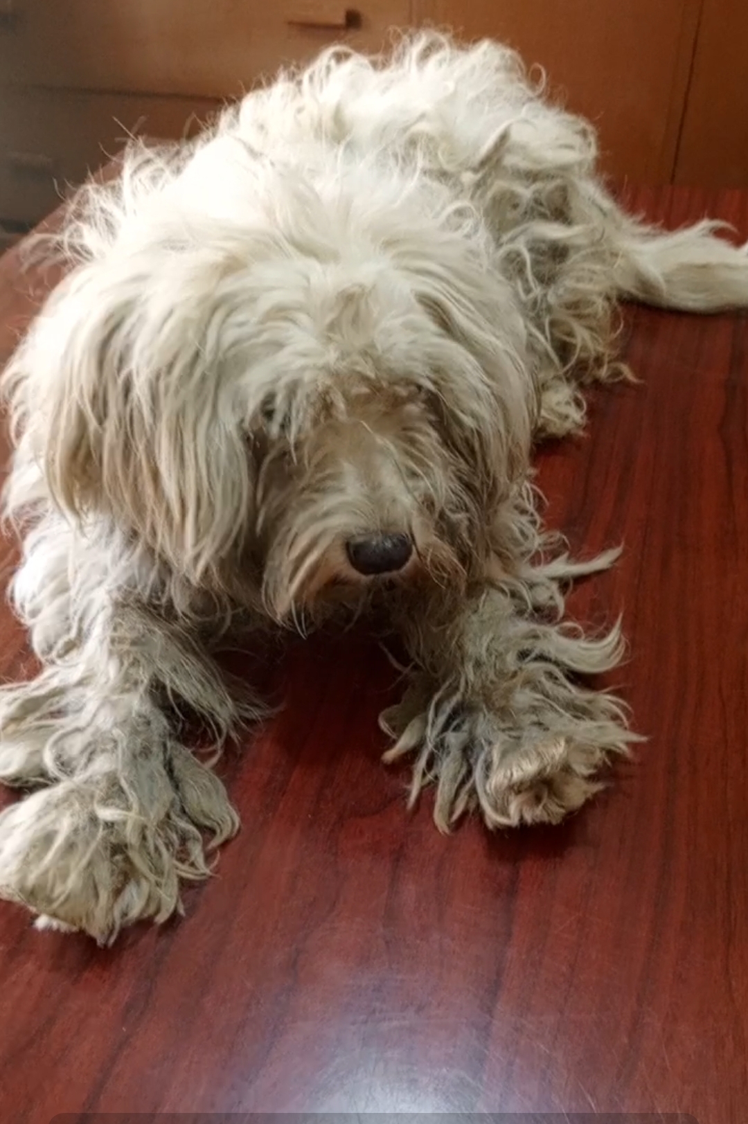 Dog with matted fur in Kampala, Uganda before grooming
