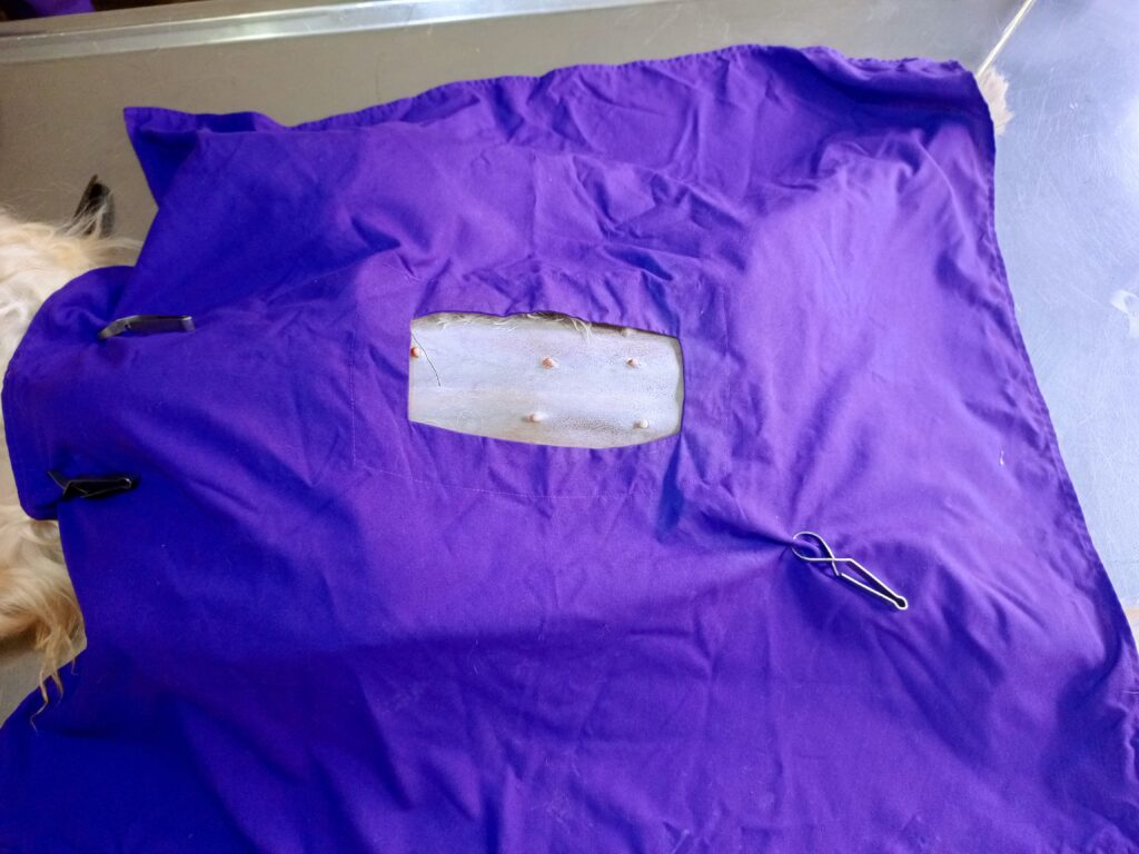 Emergency surgery for pyometra in female dog at Kampala veterinary clinic