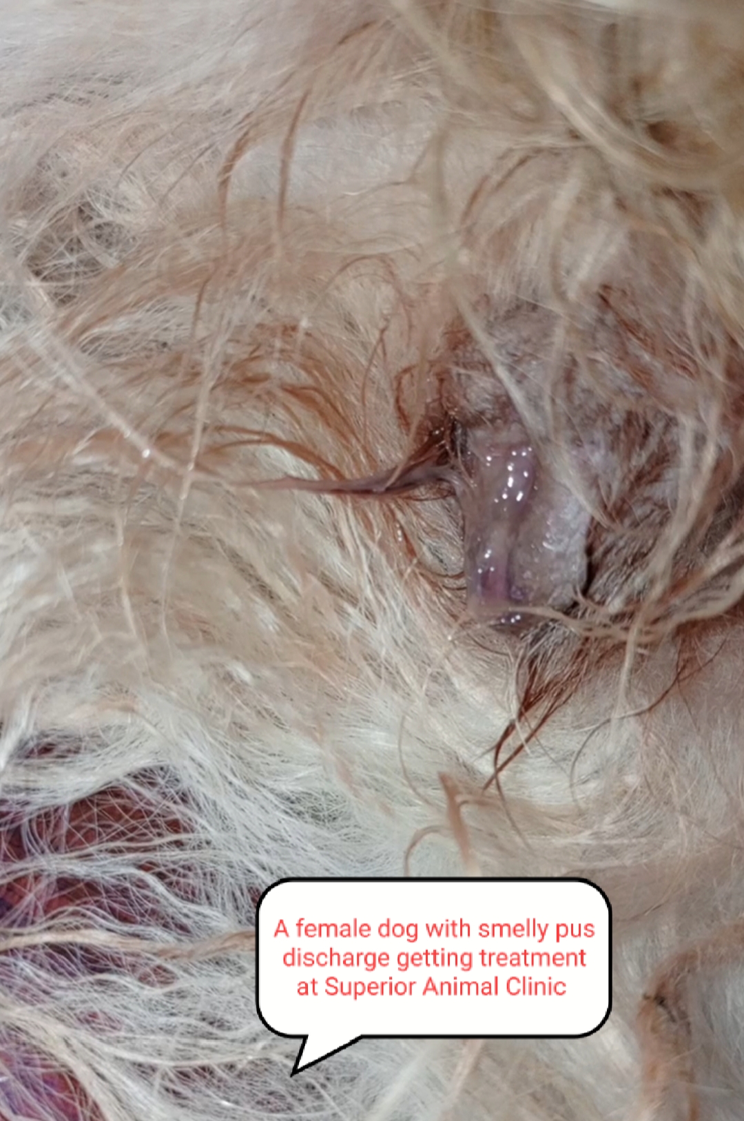 Female dog with smelly pus discharge in Kampala, Uganda