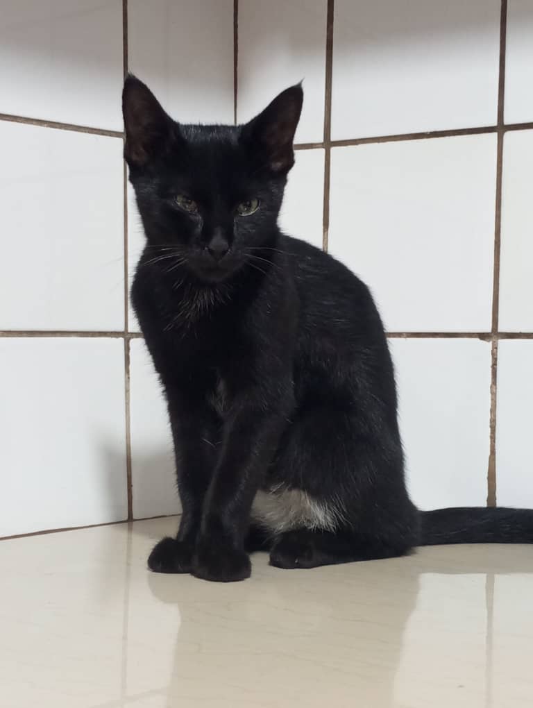 Front paw injury in a cat treated at Superior Animal Clinic Kampala