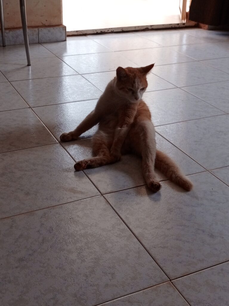 Limping senior cat with arthritis receiving care in Kampala, Uganda