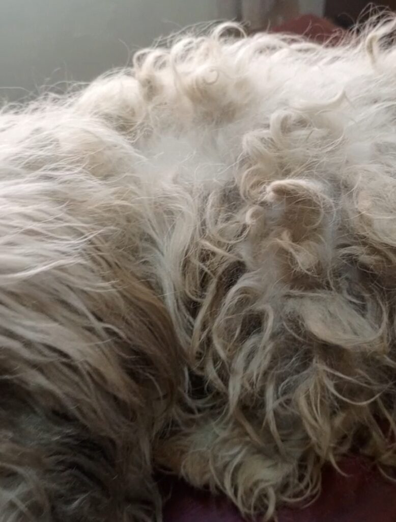 Maltese dog before mat removal in Kampala, Uganda