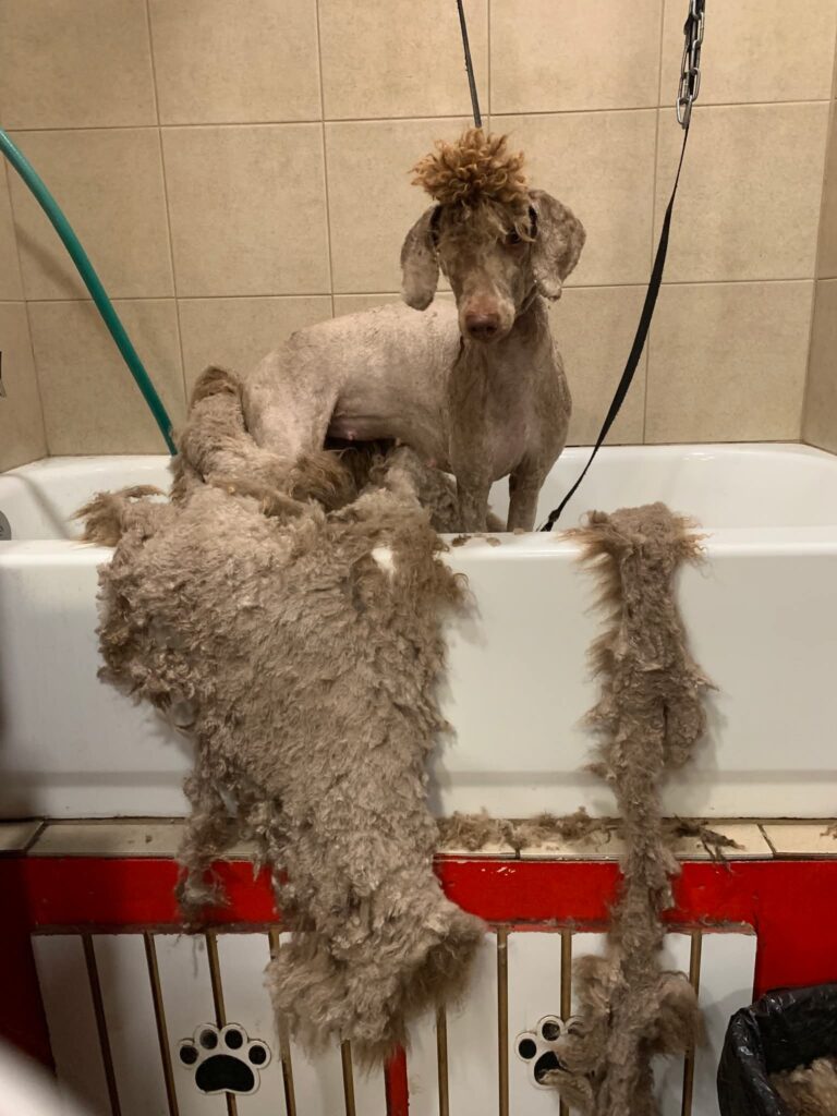 Poodle with curly coat prone to mats in Uganda