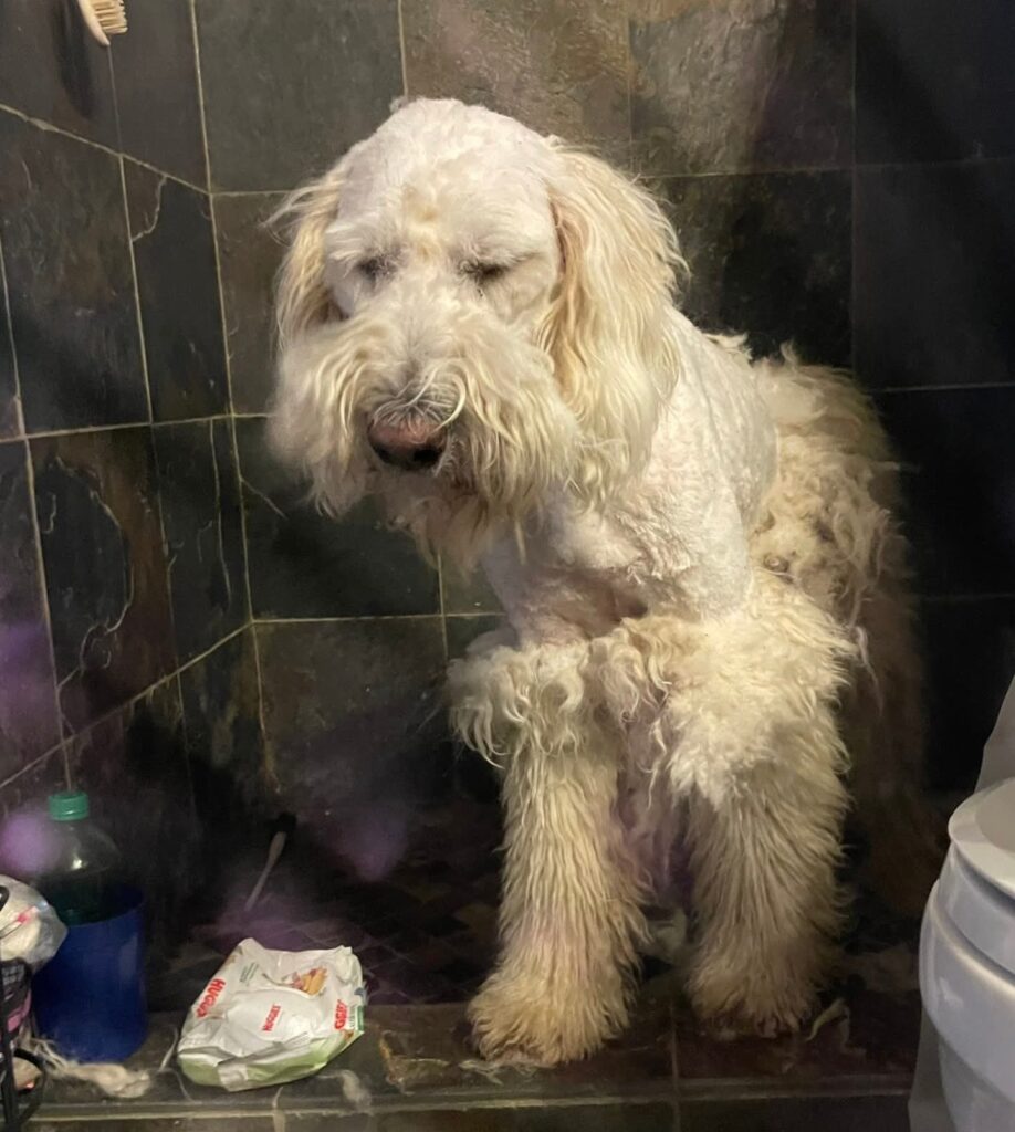 Safe dog grooming for matted coats at top Kampala vet clinic