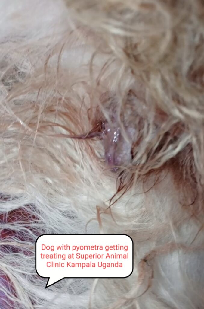 Thick yellow pus discharge from female dog vulva in Kampala, Uganda