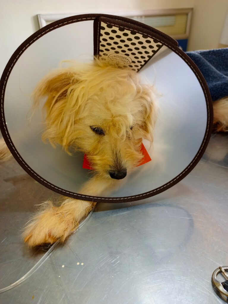 Ugandan veterinarian treating dog with pyometra at Superior Animal Clinic Makindye