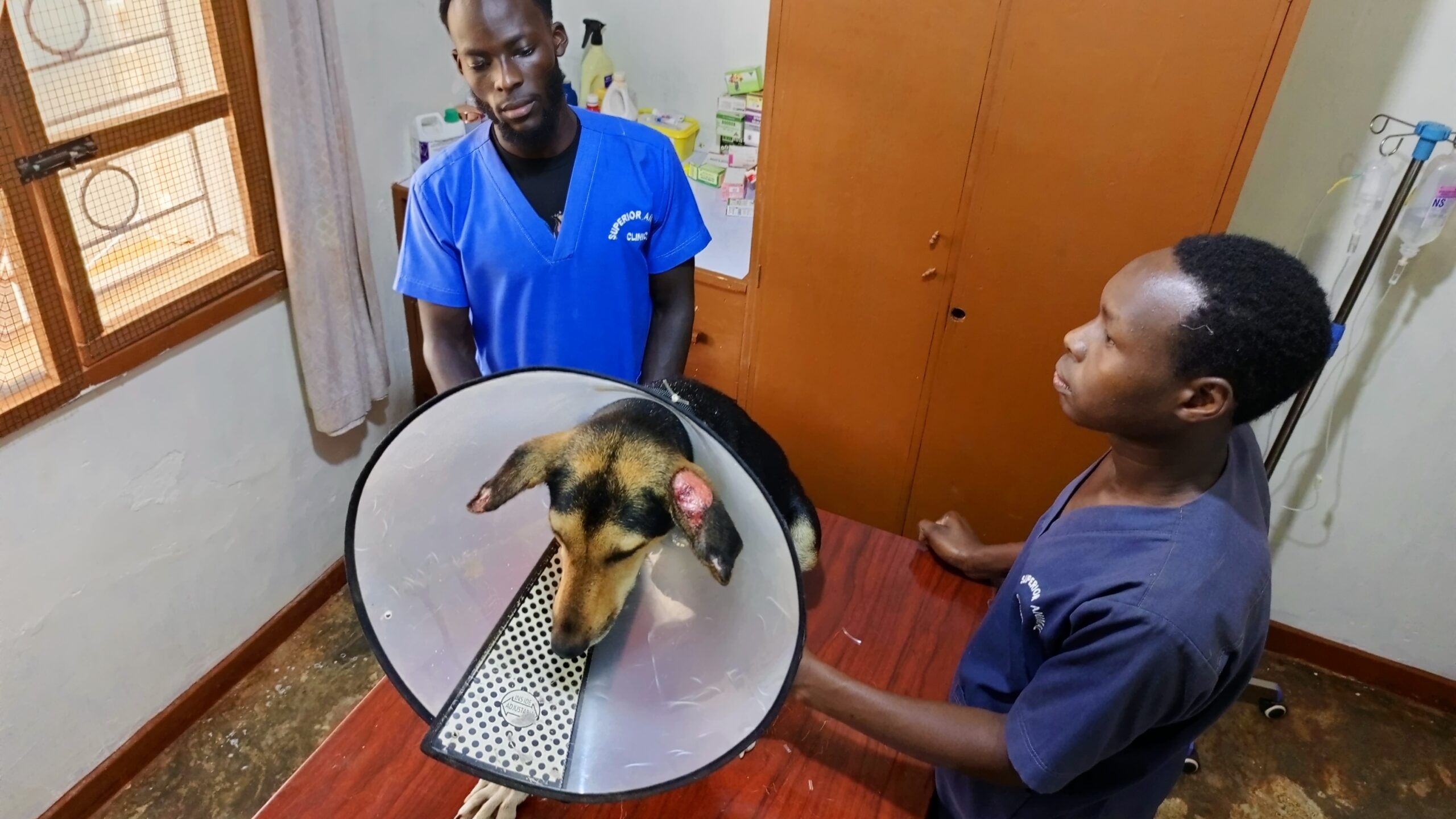 Veterinarian cleaning ear wound of a dog at Superior Animal Clinic Kampala