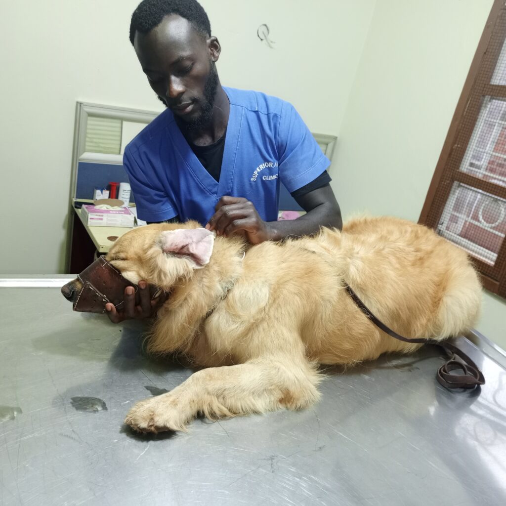 Veterinarian examining dog ear injury at Superior Animal Clinic Kampala Uganda
