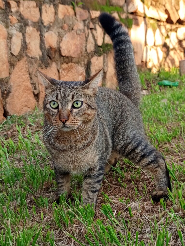 Veterinary first aid for limping cat at Superior Animal Clinic, Kampala