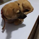 Veterinary import permit for Dogs and Cats Uganda
