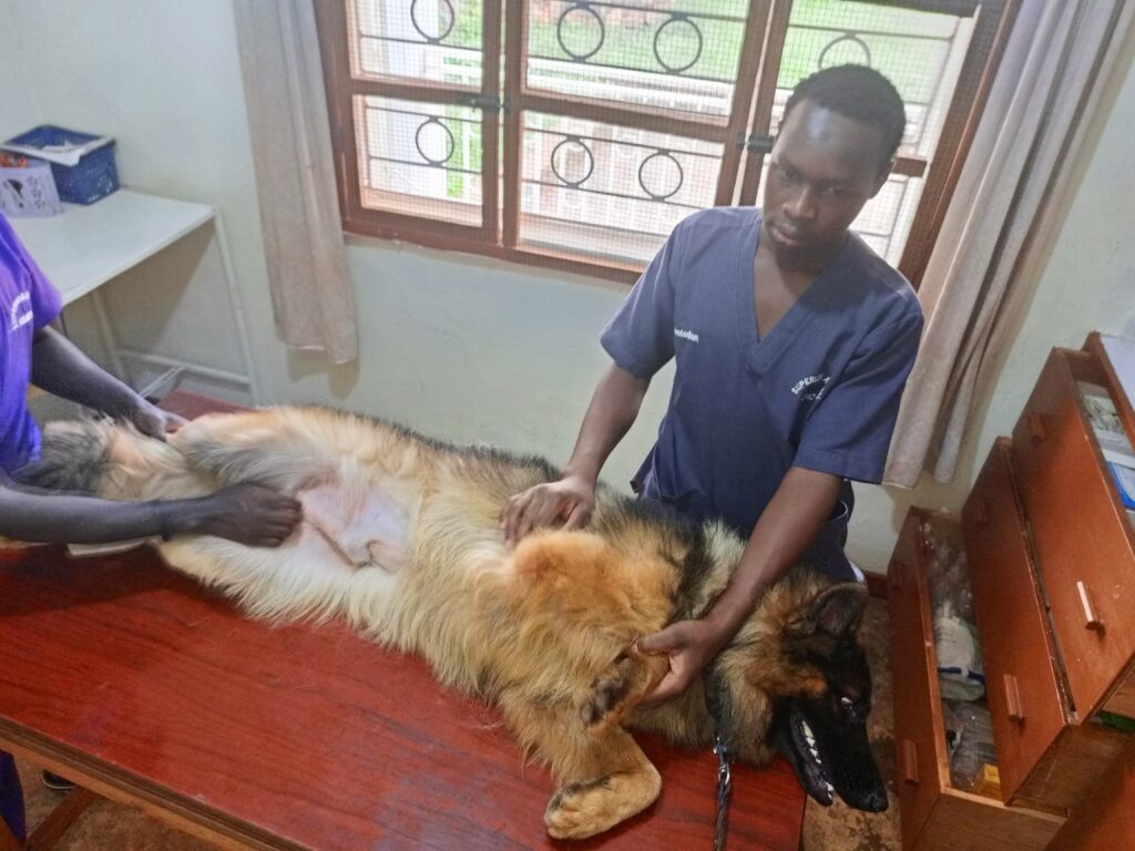 dog prostate cancer diagnosis at Superior Animal Clinic Kampala Uganda