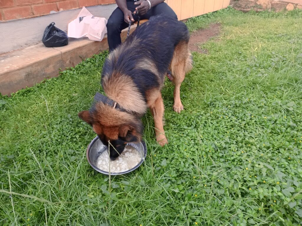 mobile veterinary services in Buziga Muyonyo Kampala