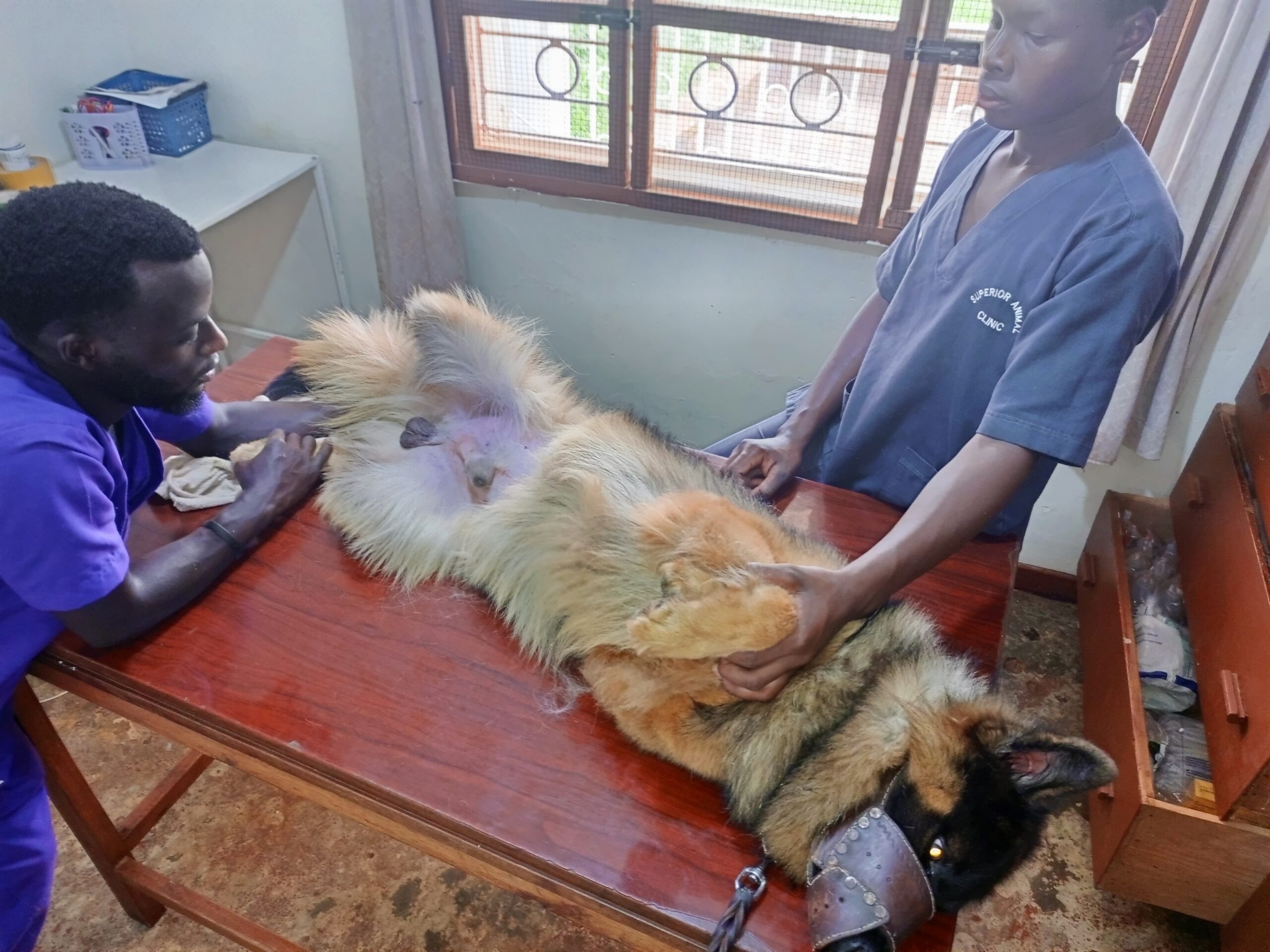 veterinarian examining German Shepherd for prostate problems in Kampala Uganda