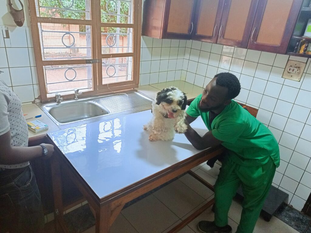 veterinary care for sick dogs in Rubaga Kampala Uganda
