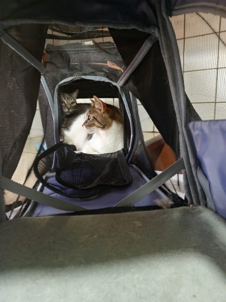 24-7 emergency veterinary services for cats in Kampala Uganda Superior Animal Clinic