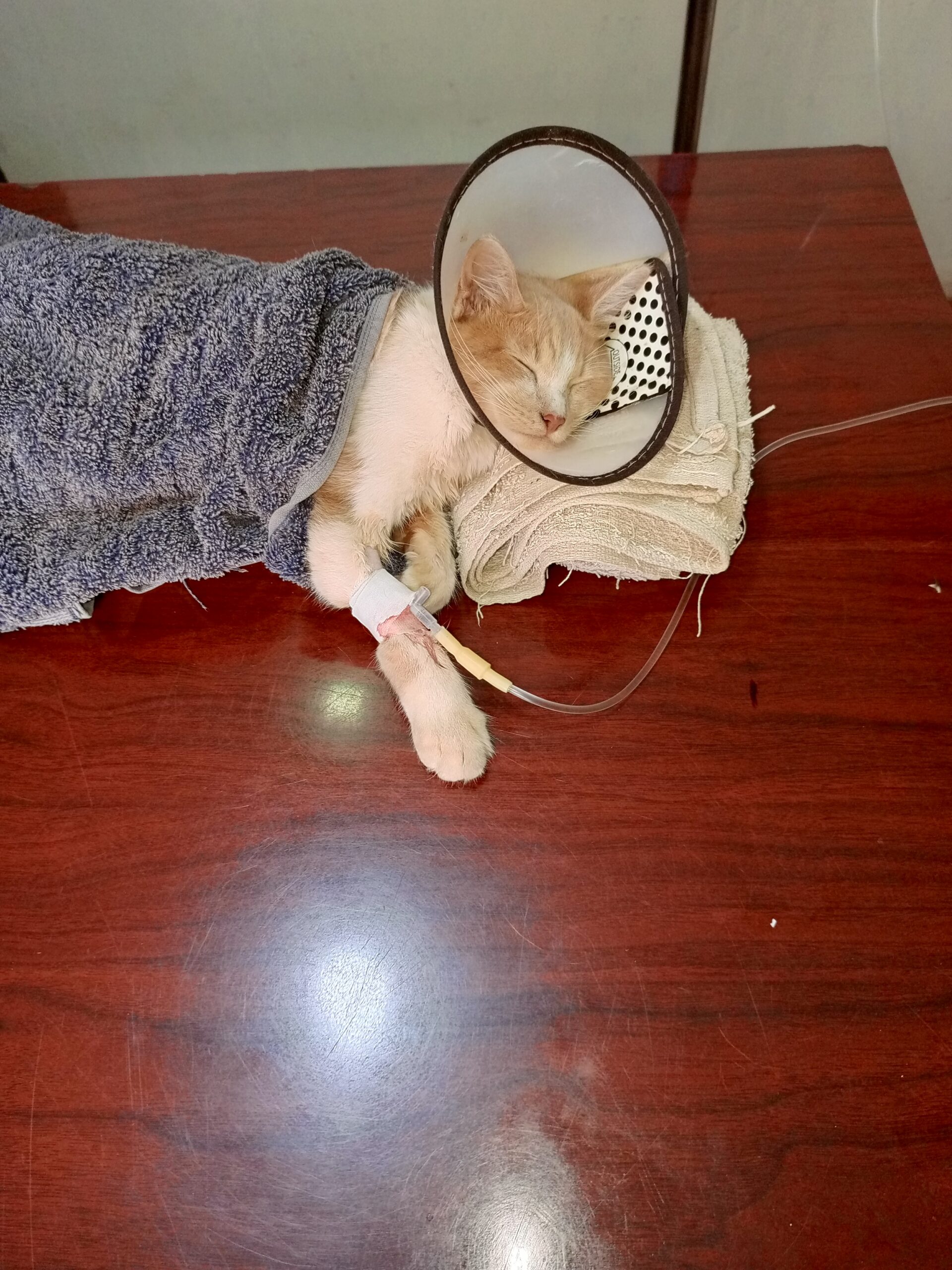 24-7 emergency veterinary services for cats in Kampala Uganda Superior Animal Clinic