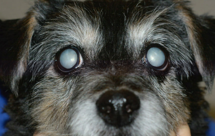 A dog with Cataracts getting treatment at Superior Animal Clinic