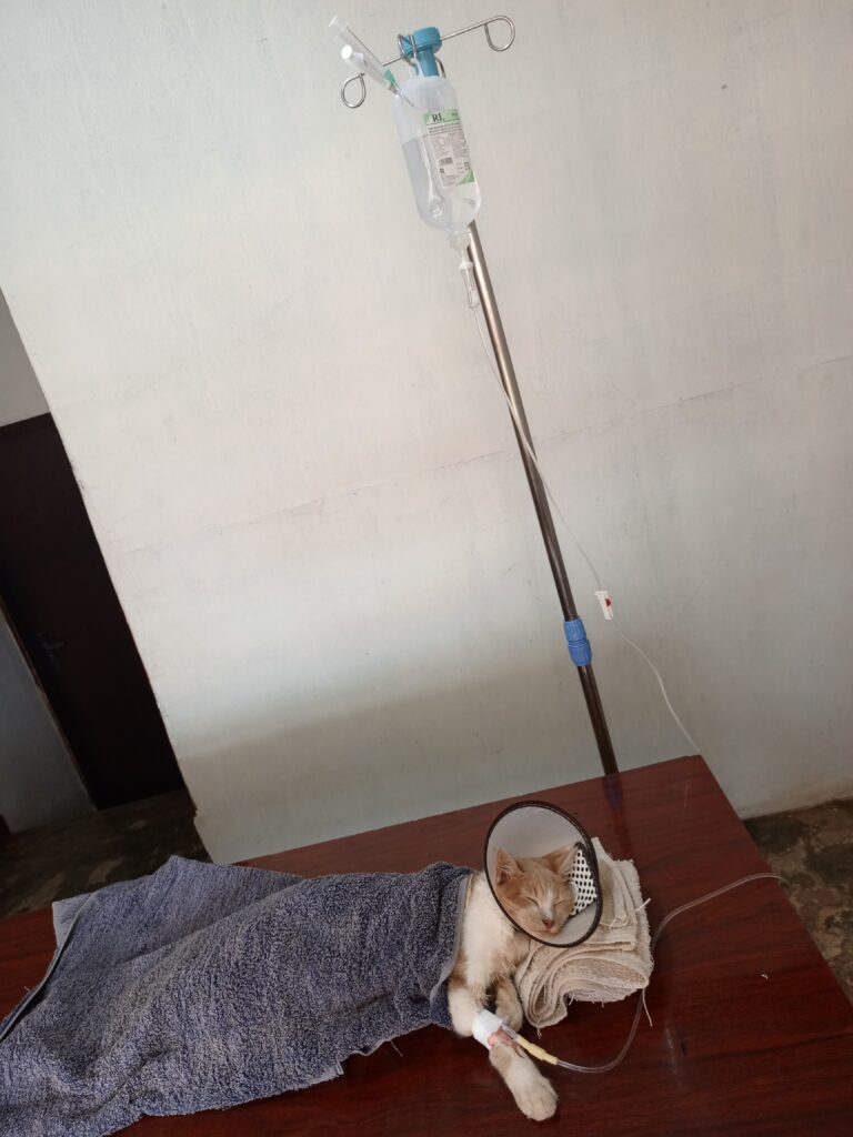 Cat receiving IV treatment at veterinary clinic in Kampala Uganda
