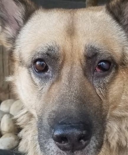 Dr. Edward from Superior Animal Clinic Uganda examining a dog with cataract in Mengo