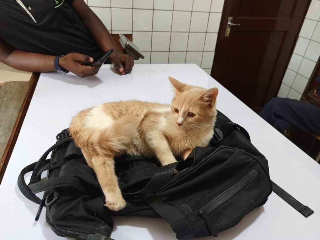 Same-day cat veterinary care in Kampala Uganda at Superior Animal Clinic Makindye
