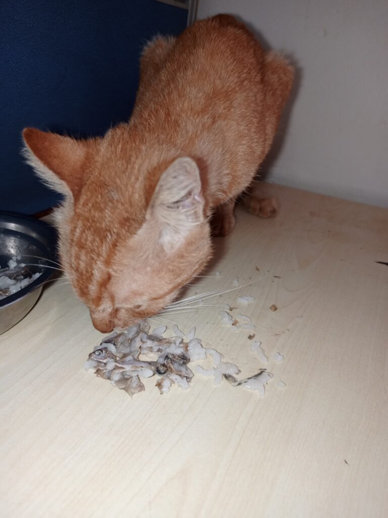a sick cat that has got appetite after treatment at Superior Animal Clinic