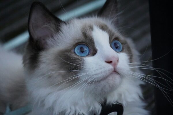 A close up of a cat with blue eyes
