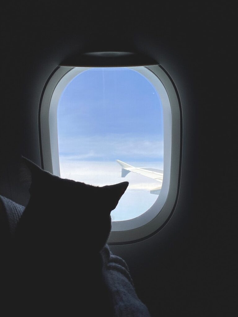 a cat sitting in front of an airplane window