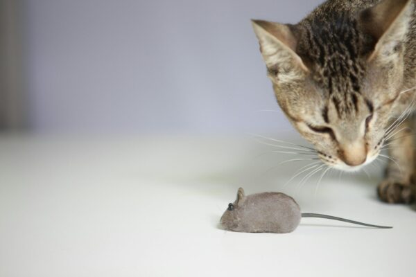 brown tabby cat standing near brown mouse
