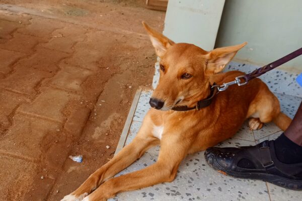 Inbreed dogs