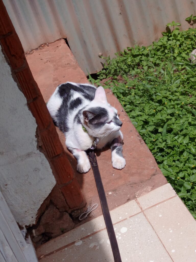 a cat admitted at for feline panleukopenia treatment at Superior Animal Clinic