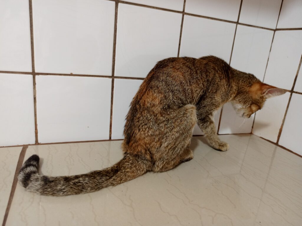 a severely sick cat getting advanced treatment in Uganda
